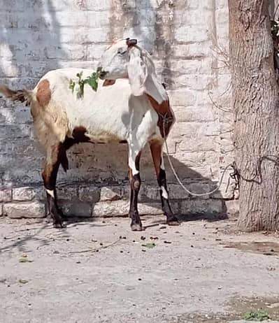 Gaban Bakri 03284497907
