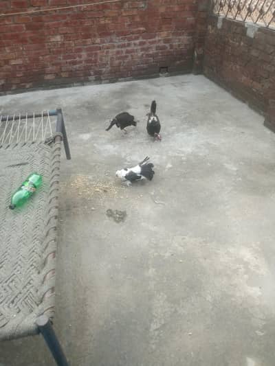 Ek seal murgi ek desi murgi Aur Ek Ladka kabutar Mel