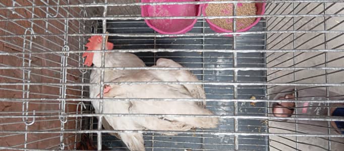 ​Urgent Sale: Active White Layer Pair - 1 Male 1 Female (4 Months)