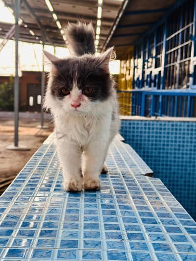 Fancy cats panda colour persian cat male for sale persian kitten ha