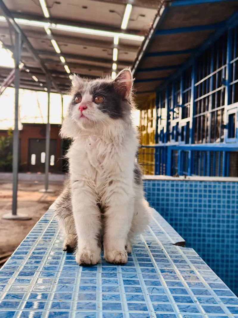 Fancy cats panda colour persian cat male for sale persian kitten ha — photo 2