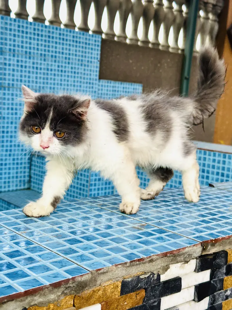 Fancy cats panda colour persian cat male for sale persian kitten ha — photo 3