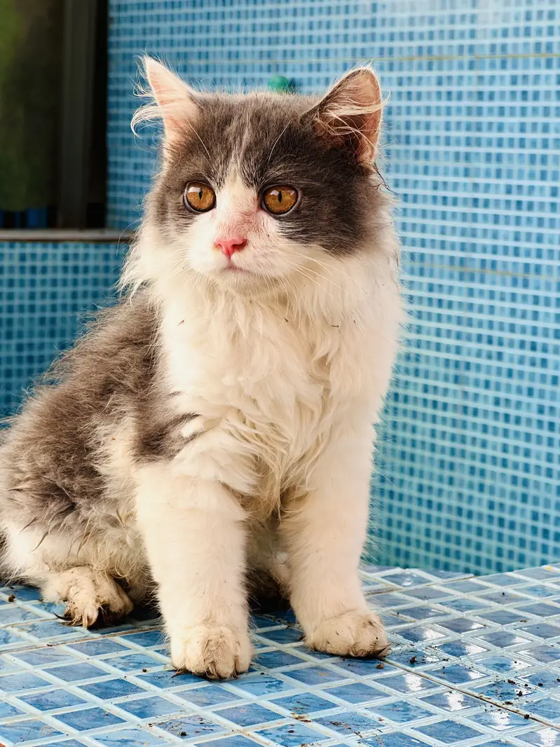 Fancy cats panda colour persian cat male for sale persian kitten ha — photo 4