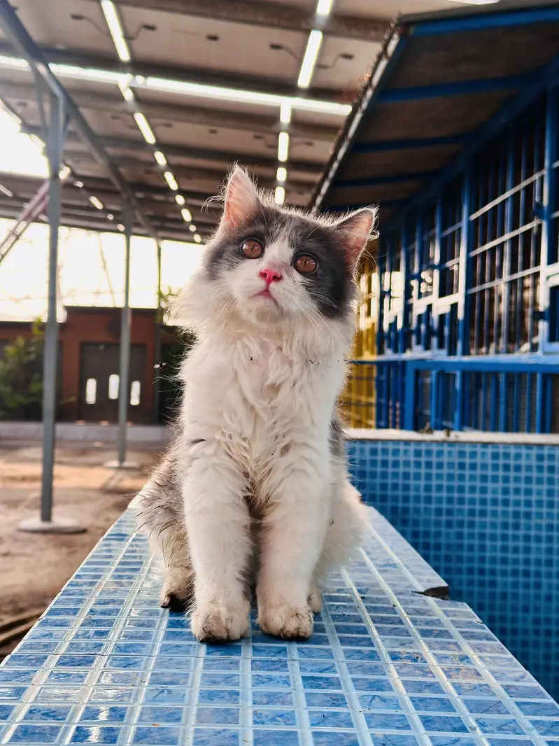 Fancy cats panda colour persian cat male for sale persian kitten ha — photo 5