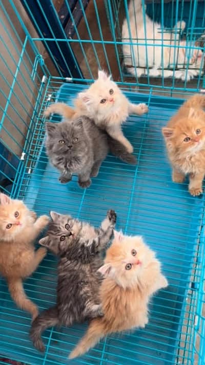 Persian triple coated kittens for sale (Adult cats on adoption)