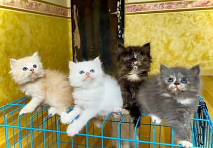 Persian triple coated kittens for sale (Adult cats on adoption)