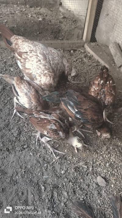 Aseel Hen with 4 Chicks (65 Days) for Sale - Peshawar