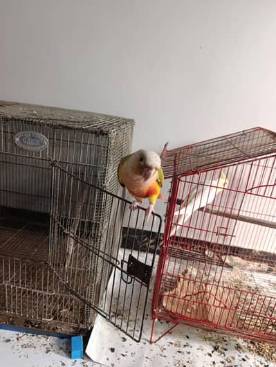 sun conure pineapple