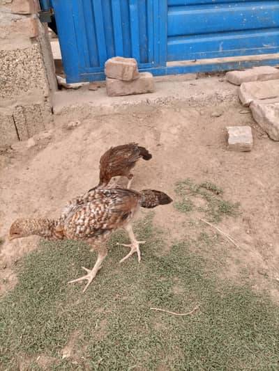 Aseel Chicks pair