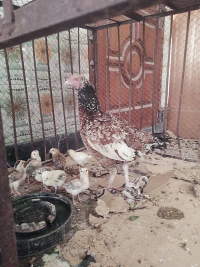 hen with 7 chicks