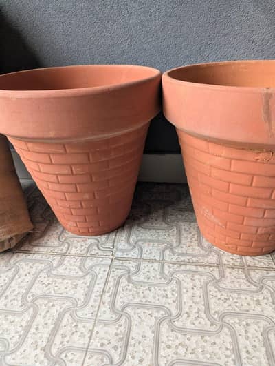 Plants and pots for sale