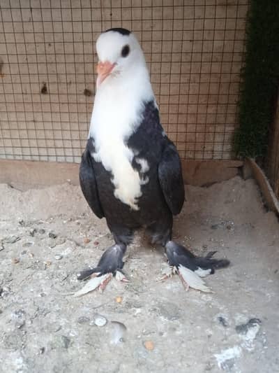 Jet Black Karbalai Chick