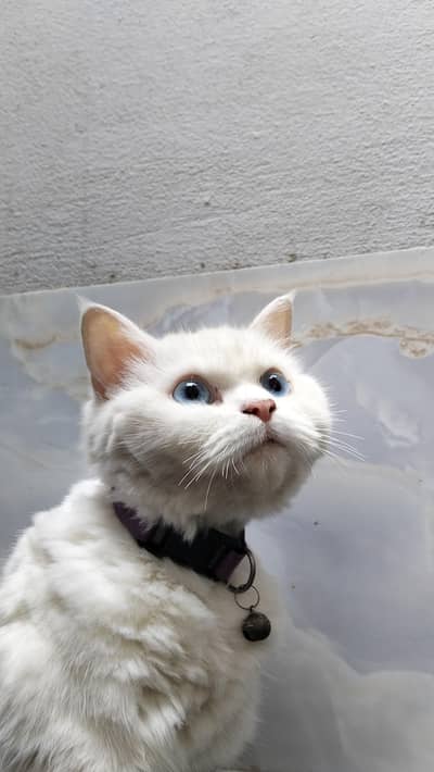 Persian bule eyes cat for sale
