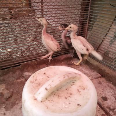 Aseel chicks