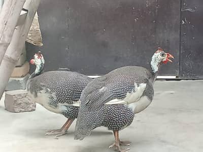 Guinea fowl