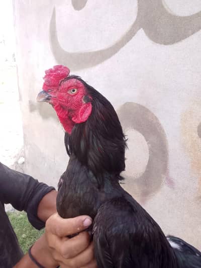 Aseel Muska Murga