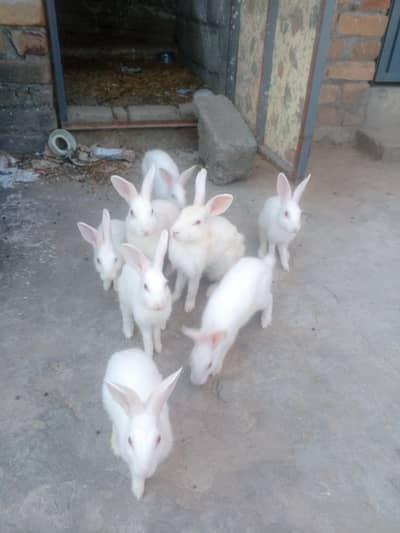 rabbit for. sale