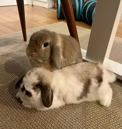 Holland lop