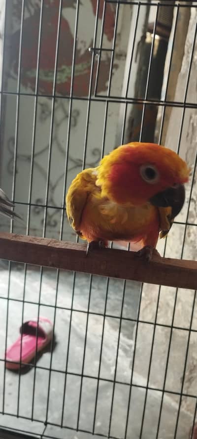 sunconure male all ok urgent sale price fnf