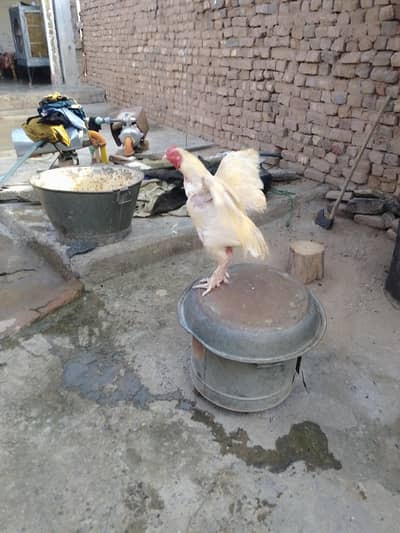 pone number 03351639670