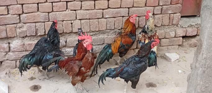 4 male