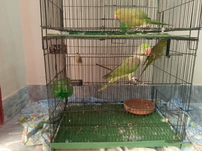Green Raw Parrot For Sale