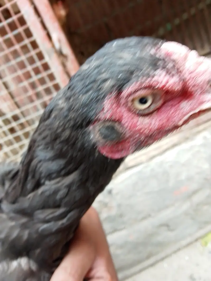 two pure aseel hen 03484853224 — photo 3