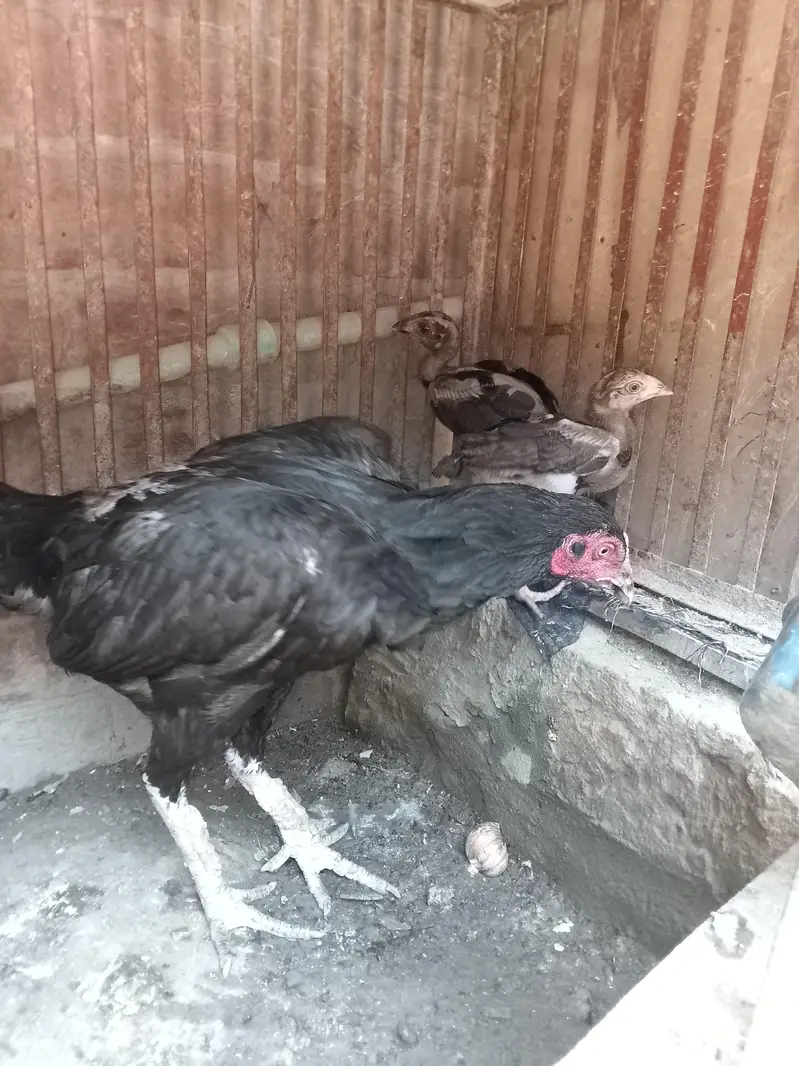 two pure aseel hen 03484853224 — photo 5