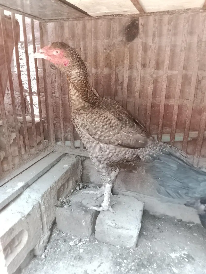 two pure aseel hen 03484853224 — photo 6