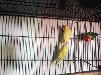 Complete 4 Pairs Love Birds Setup With Big Metal Cage For Sale