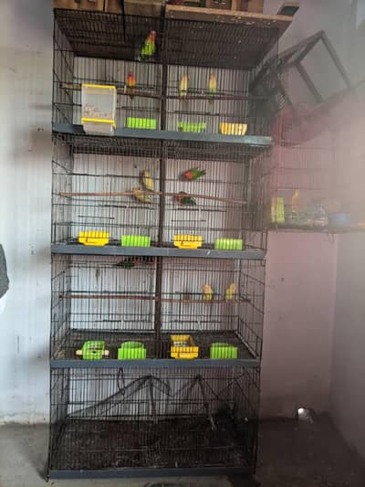 4 Pairs Love Birds or Cage For Sale