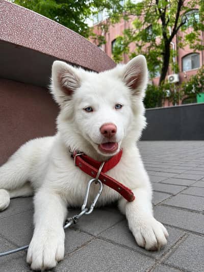 Urgent: Loving Home Needed for a Beautiful White Siberian Husky