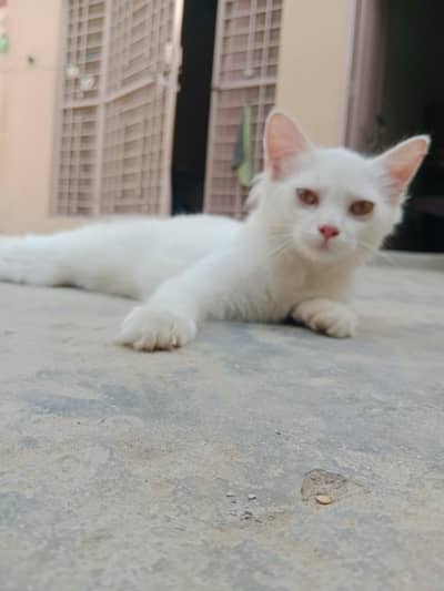 cute white Persian Cat