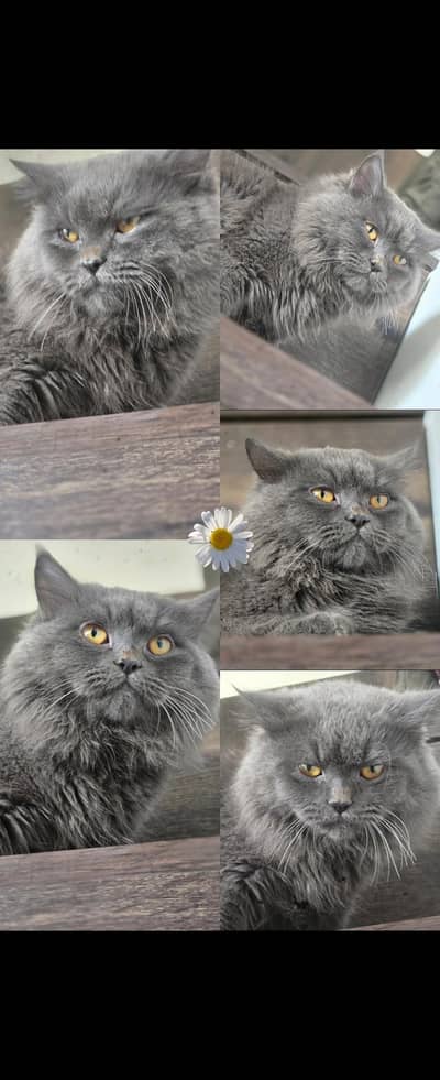 gray persian cat long coat