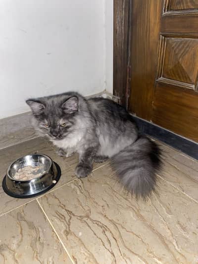Persian cat