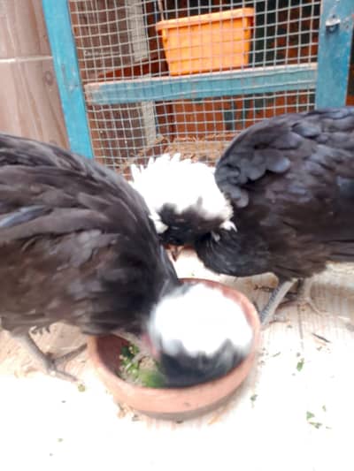 white crested black polish