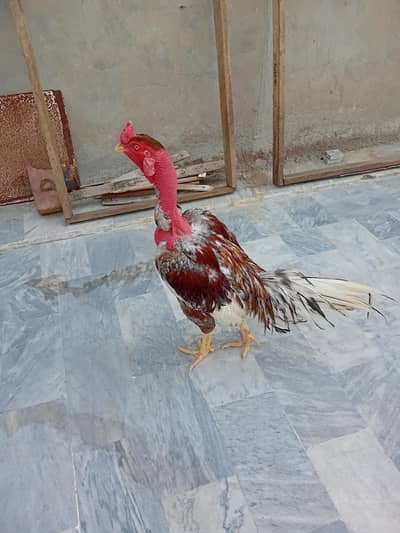 salata peela murg