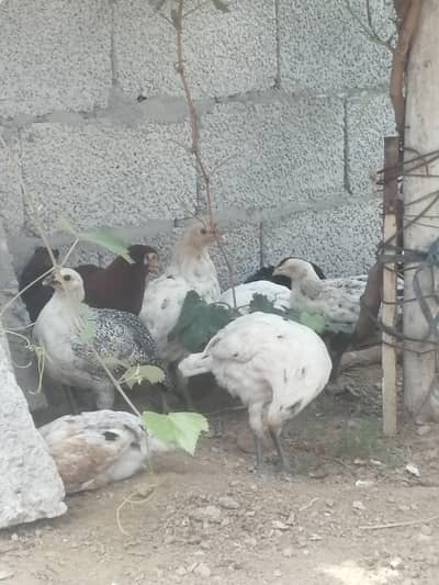 10 golden misri chicks for sale with 2 free golden misri egglayinghen