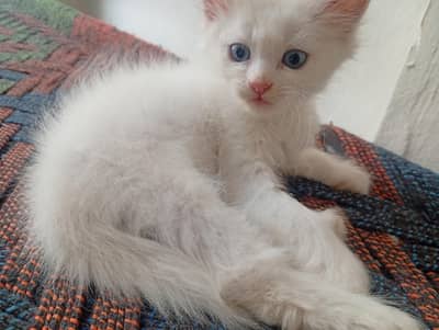 Female White pershian kitten Blue eyes