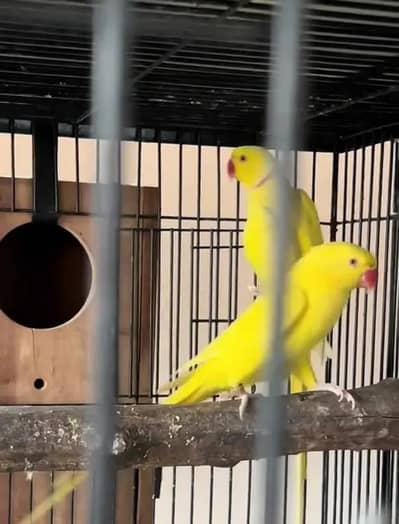 breedar quality birds