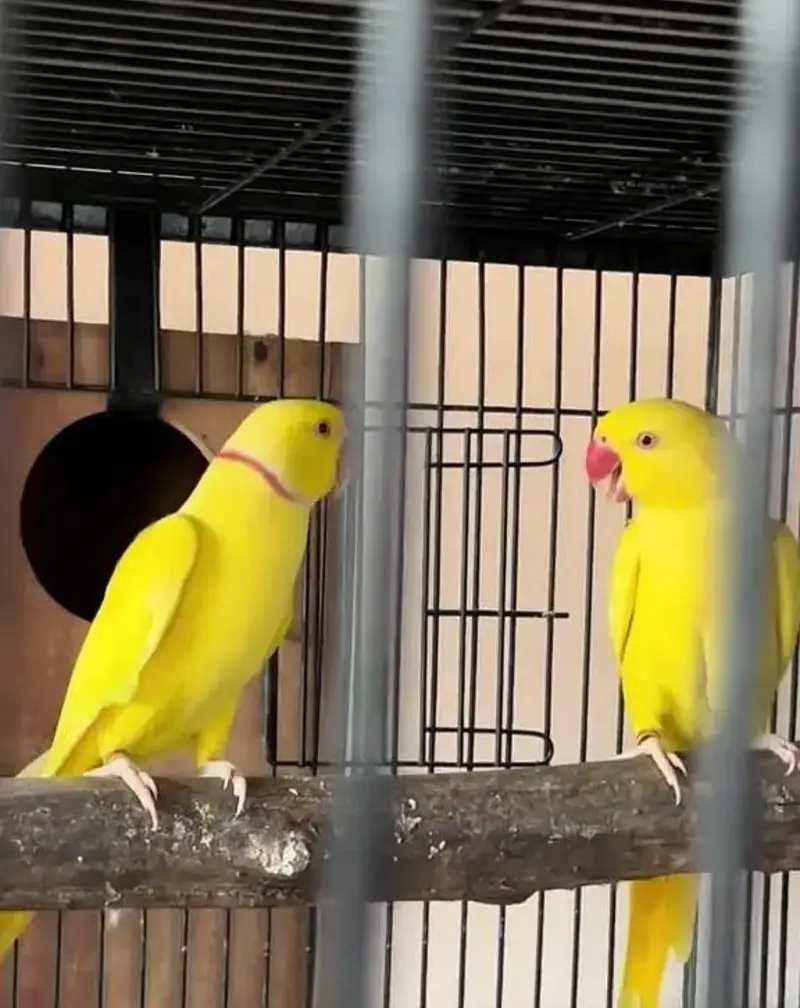 breedar quality birds — photo 2