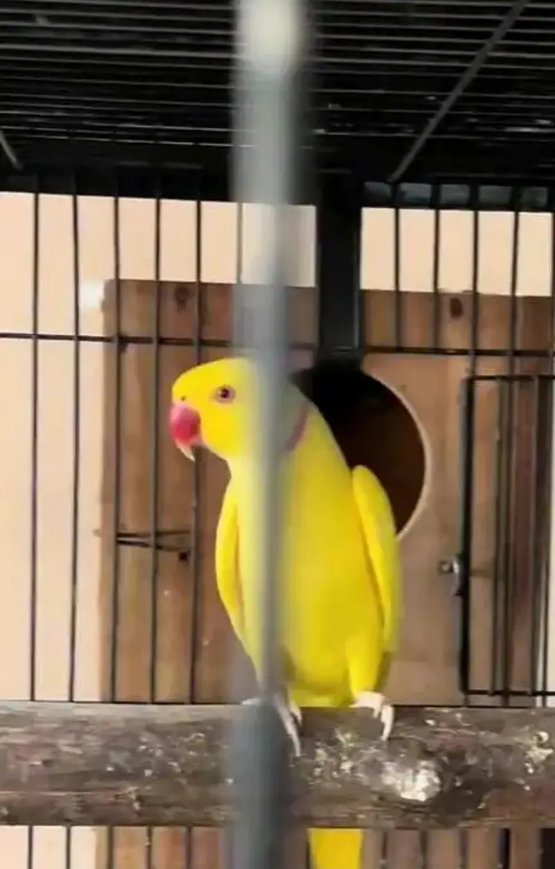 breedar quality birds — photo 3