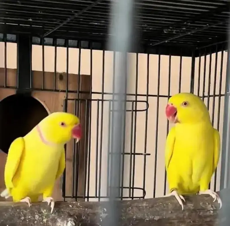 breedar quality birds — photo 4