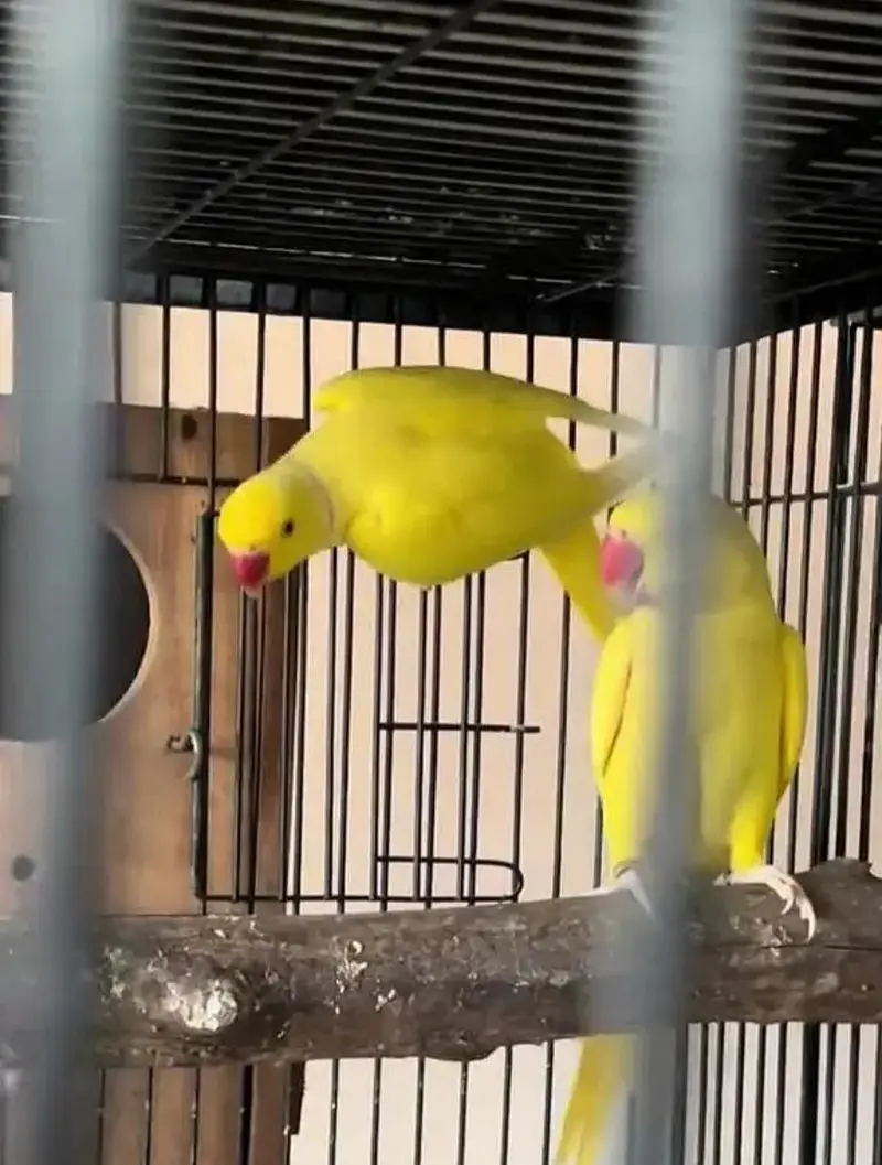 breedar quality birds — photo 5