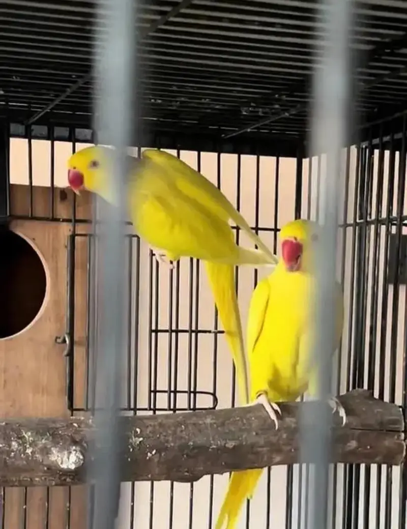 breedar quality birds — photo 6