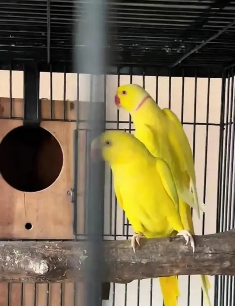 breedar quality birds — photo 7