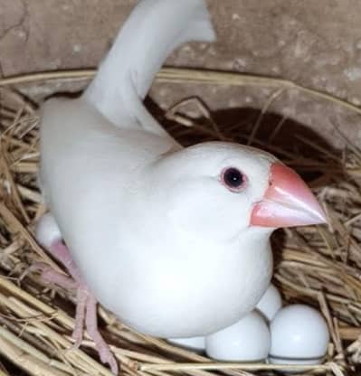 3 pair white java breeder pairs in reasonable price.