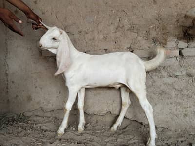 desi Bakra for Sale Mashallah Call  03225280183