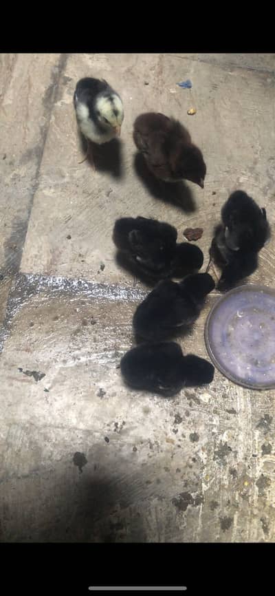 Thai Aseel chicks jet black