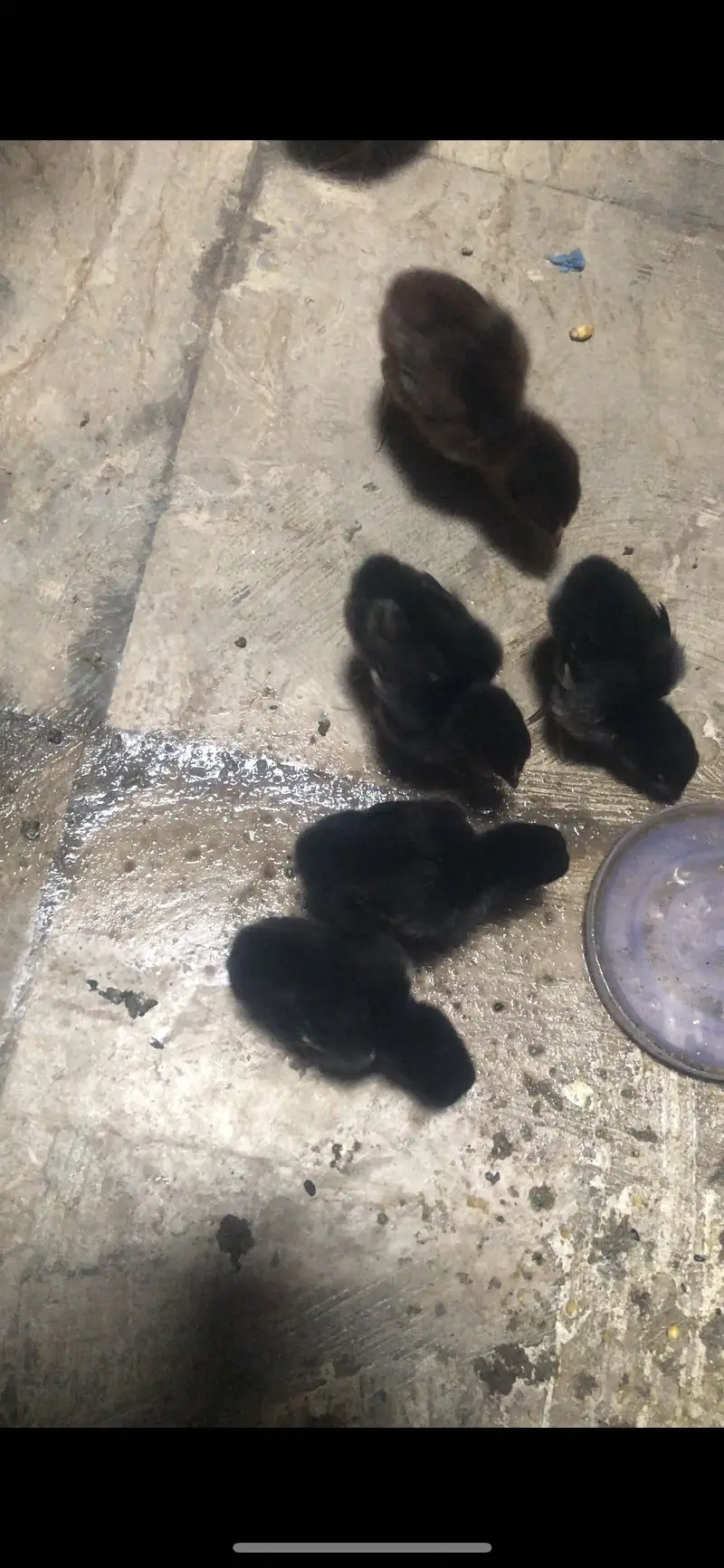Thai Aseel chicks jet black — photo 2